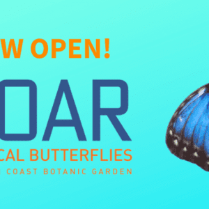 SOAR – Tropical Butterflies