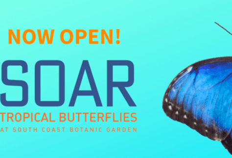 SOAR – Tropical Butterflies
