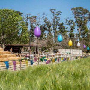 Springtime Easter Festival 2025 at Underwood Family Farms